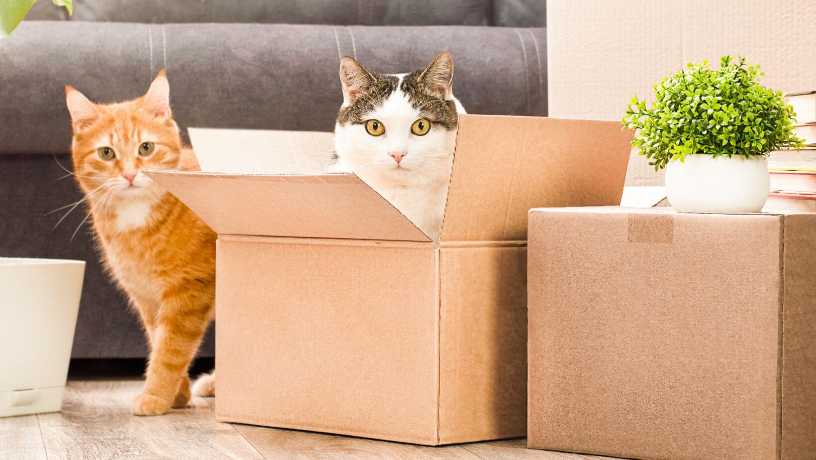 Two cats playing with boxes.