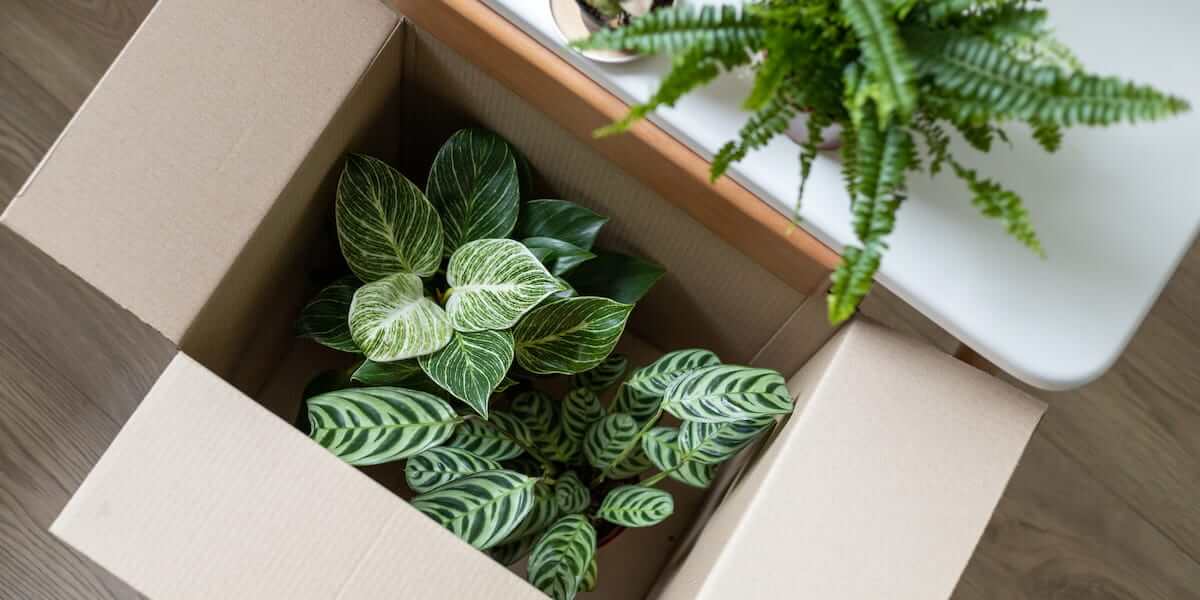 Houseplants packed in a cardboard box near a table, showing how to move plants cross country without damage