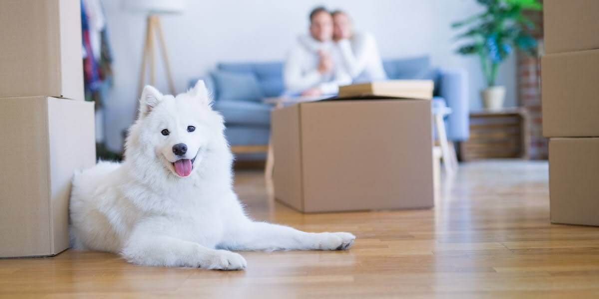 White fluffy dog lying near moving boxes during moving with a pet while a couple sits in the background